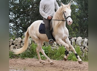 Andaluso, Giumenta, 6 Anni, 153 cm, Cremello