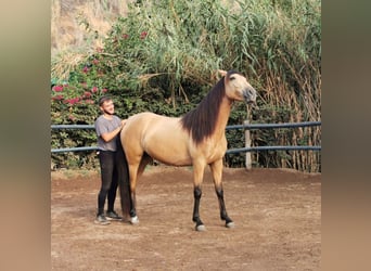 Andaluso, Giumenta, 6 Anni, 153 cm, Falbo