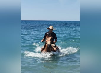 Andaluso, Giumenta, 6 Anni, 153 cm, Falbo