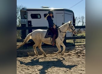 Andaluso Mix, Giumenta, 6 Anni, 153 cm, Pezzato