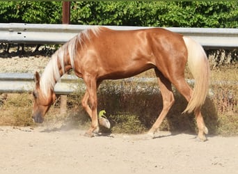 Andaluso, Giumenta, 6 Anni, 156 cm, Palomino