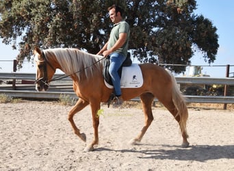 Andaluso, Giumenta, 6 Anni, 156 cm, Palomino