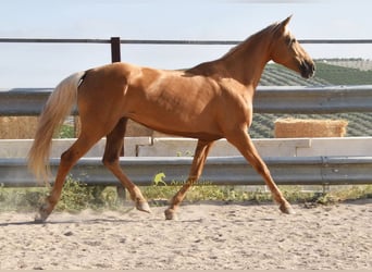 Andaluso, Giumenta, 6 Anni, 156 cm, Palomino