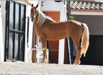 Andaluso, Giumenta, 6 Anni, 156 cm, Palomino