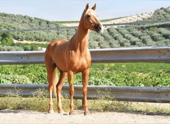 Andaluso, Giumenta, 6 Anni, 156 cm, Palomino