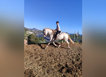 Andaluso, Giumenta, 6 Anni, 158 cm, Perlino