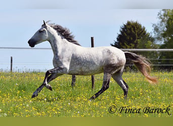 Andaluso, Giumenta, 6 Anni, 159 cm, Grigio