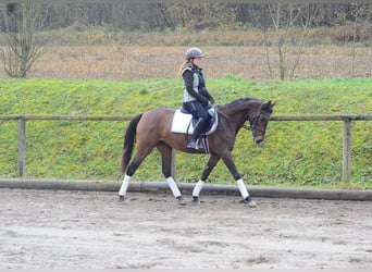 Andaluso, Giumenta, 6 Anni, 160 cm, Baio