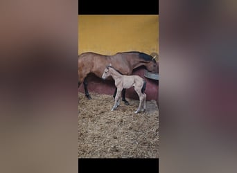 Andaluso, Giumenta, 6 Anni, 162 cm, Baio