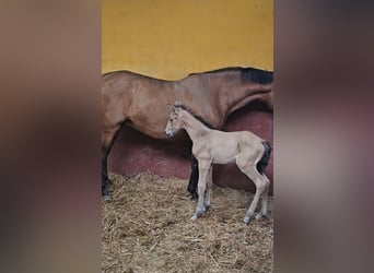 Andaluso, Giumenta, 6 Anni, 162 cm, Baio