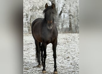 Andaluso, Giumenta, 6 Anni, 163 cm, Baio