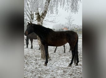 Andaluso, Giumenta, 6 Anni, 163 cm, Baio