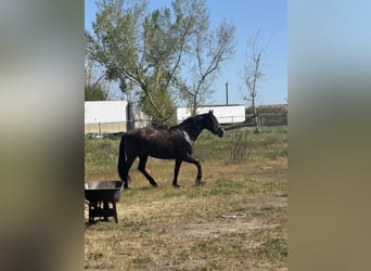 Andaluso, Giumenta, 6 Anni, 163 cm, Sauro scuro