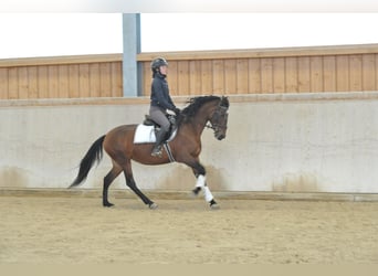 Andaluso, Giumenta, 7 Anni, 152 cm, Baio