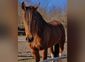 Andaluso Mix, Giumenta, 7 Anni, 155 cm, Baio