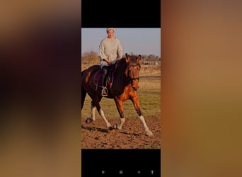 Andaluso Mix, Giumenta, 7 Anni, 155 cm, Baio