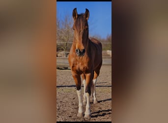 Andaluso Mix, Giumenta, 7 Anni, 155 cm, Baio