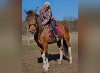 Andaluso Mix, Giumenta, 7 Anni, 155 cm, Baio