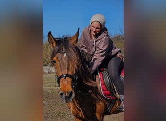 Andaluso Mix, Giumenta, 7 Anni, 155 cm, Baio