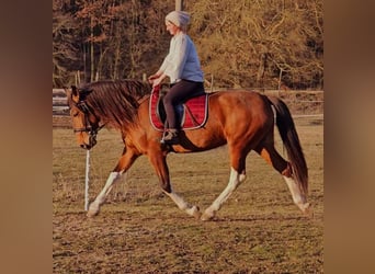 Andaluso Mix, Giumenta, 7 Anni, 155 cm, Baio