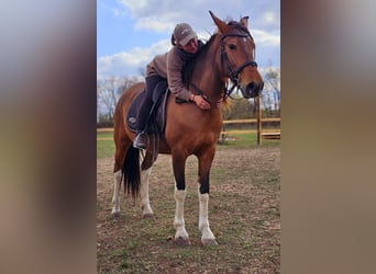 Andaluso Mix, Giumenta, 7 Anni, 155 cm, Baio