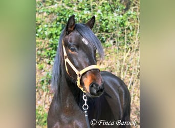 Andaluso, Giumenta, 7 Anni, 159 cm, Baio nero