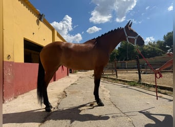 Andaluso, Giumenta, 7 Anni, 164 cm, Baio