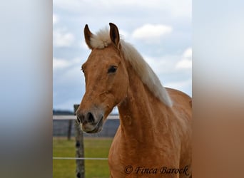 Andaluso, Giumenta, 7 Anni, 165 cm, Palomino