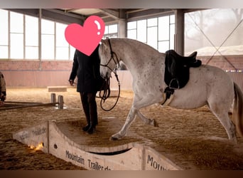 Andaluso, Giumenta, 8 Anni, 155 cm, Grigio