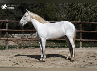Andaluso, Giumenta, 8 Anni, 156 cm, Bianco