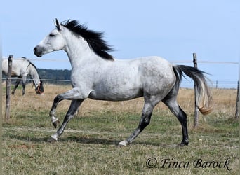 Andaluso, Giumenta, 8 Anni, 156 cm, Grigio