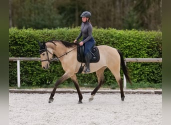 Andaluso, Giumenta, 8 Anni, 163 cm, Falbo