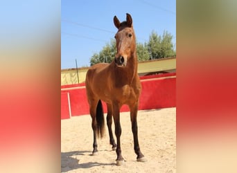 Andaluso, Giumenta, 8 Anni, Baio ciliegia
