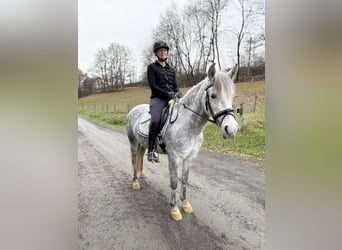 Andaluso Mix, Giumenta, 9 Anni, 143 cm, Grigio pezzato