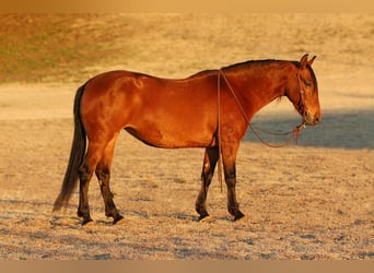 Andaluso Mix, Giumenta, 9 Anni, 147 cm, Baio ciliegia