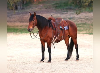 Andaluso Mix, Giumenta, 9 Anni, 147 cm, Baio ciliegia