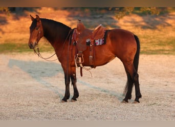 Andaluso Mix, Giumenta, 9 Anni, 147 cm, Baio ciliegia