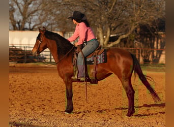 Andaluso Mix, Giumenta, 9 Anni, 147 cm, Baio ciliegia