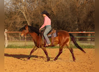 Andaluso Mix, Giumenta, 9 Anni, 147 cm, Baio ciliegia