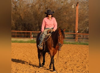 Andaluso Mix, Giumenta, 9 Anni, 147 cm, Baio ciliegia