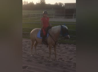 Andaluso Mix, Giumenta, 9 Anni, 152 cm, Pearl