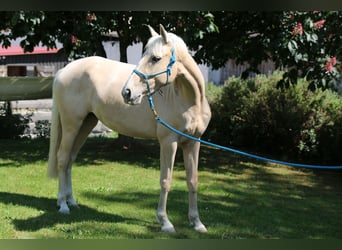 Andaluso Mix, Giumenta, 9 Anni, 152 cm, Pearl