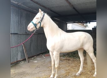 Andaluso, Giumenta, 9 Anni, 155 cm, Cremello