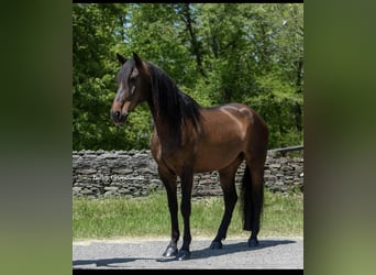 Andaluso, Giumenta, 9 Anni, 165 cm, Baio ciliegia