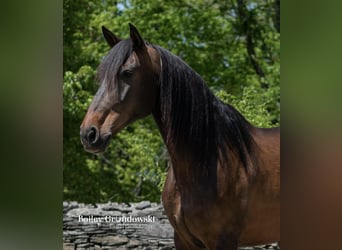 Andaluso, Giumenta, 9 Anni, 165 cm, Baio ciliegia