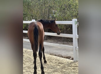 Andaluso, Giumenta, Puledri (03/2025), 130 cm, Baio ciliegia