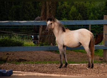 Andaluso, Giumenta, Puledri
 (06/2024), 155 cm, Falbo baio