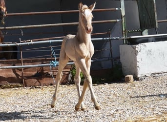 Andaluso, Giumenta, Puledri (04/2026), 160 cm, Pearl