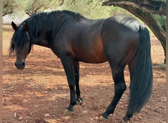 Andaluso Mix, Giumenta, Puledri (03/2026), 165 cm, Baio