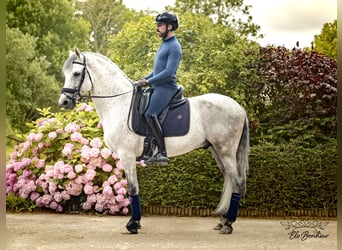 Andaluso, Stallone, 10 Anni, 160 cm, Grigio trotinato